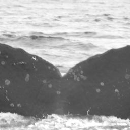 Fluke of CRC-15007