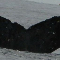 Fluke of HW-MN0444130