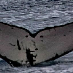 Fluke of HW-MN0444131