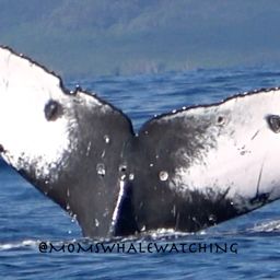Fluke of HW-MN0444140