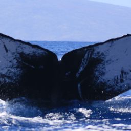 Fluke of HW-MN0444148