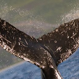 Fluke of HW-MN0444149