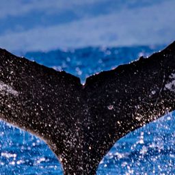 Fluke of HW-MN0444165