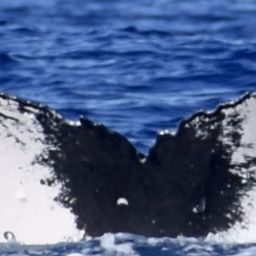 Fluke of HW-MN0444167