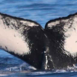Fluke of HW-MN0444169