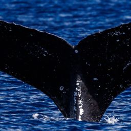 Fluke of HW-MN0444181
