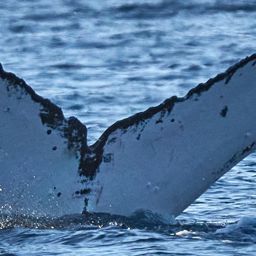 Fluke of HW-MN0444184