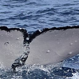 Fluke of HW-MN0444205