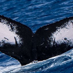 Fluke of HW-MN0444212