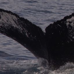 Fluke of HW-MN0444221