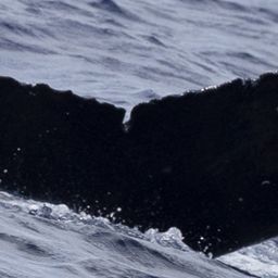 Fluke of HW-MN0444236