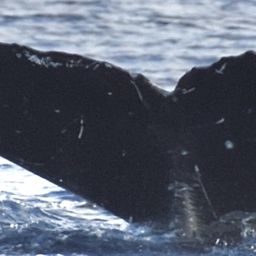 Fluke of HW-MN0444238