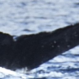 Fluke of SEAK-5516