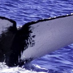 Fluke of HW-MN0444243