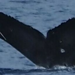 Fluke of HW-MN0444249