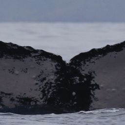 Fluke of HW-MN0444251