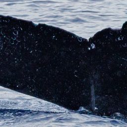 Fluke of HW-MN0444255