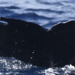 Fluke of HW-MN0444267