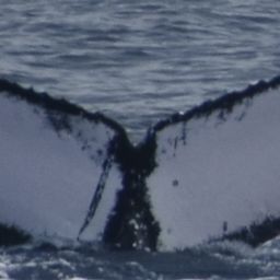 Fluke of HW-MN0444272