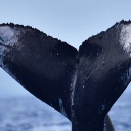 Fluke of HW-MN0444274