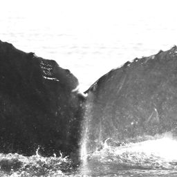 Fluke of CRC-10088