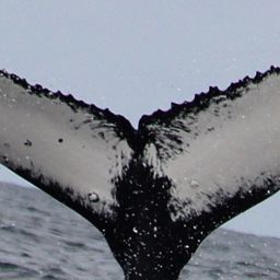 Fluke of NA-10451