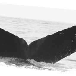 Fluke of CRC-10580