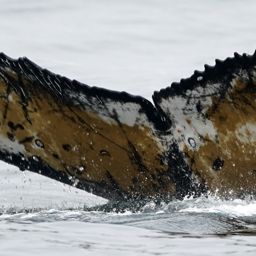 Fluke of BTBEL-Mn21_352E_CEN