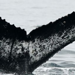 Fluke of BTBEL-Mn21_352D_CEN