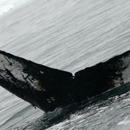 Fluke of BTBEL-Mn21_352C_CEN