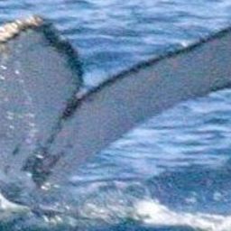 Fluke of Langevin