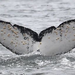 Fluke of CRC-22460