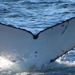 Fluke of HW-MN1105553