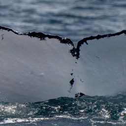 Fluke of HW-MN1105664