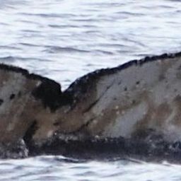 Fluke of HW-MN1304756