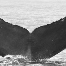 Fluke of CRC-11603