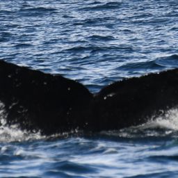 Fluke of HW-MN1304772