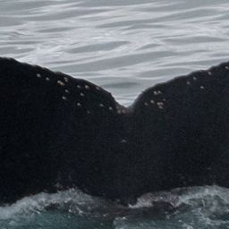 Fluke of HW-MN1304774