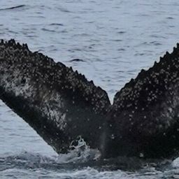 Fluke of HW-MN1304805
