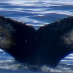 Fluke of HW-MN1304814