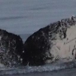 Fluke of HW-MN1304832
