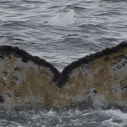 Fluke of HW-MN1304872