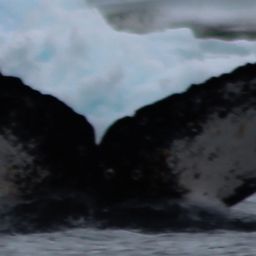 Fluke of XJTLU-AS-2