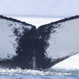Fluke of HW-MN1304879