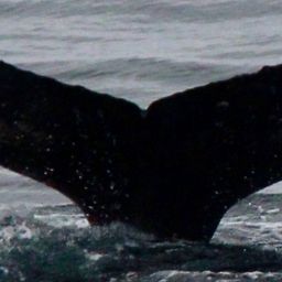 Fluke of HW-MN1304880