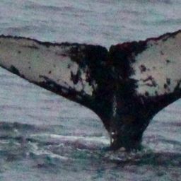 Fluke of HW-MN1304881