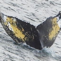 Fluke of HW-MN1304886