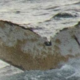 Fluke of HW-MN1304887
