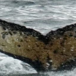 Fluke of HW-MN1304895
