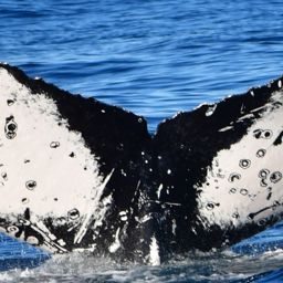 Fluke of CRC-15830